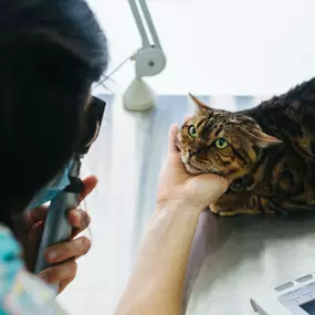 Bild von MAVET Centro Veterinario