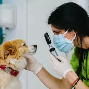 Bild von MAVET Centro Veterinario