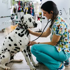 Bild von MAVET Centro Veterinario
