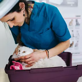 Bild von MAVET Centro Veterinario