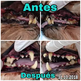 Bild von MAVET Centro Veterinario