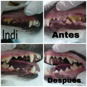 Bild von MAVET Centro Veterinario