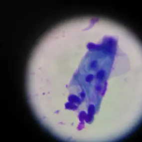 Bild von MAVET Centro Veterinario