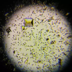 Bild von MAVET Centro Veterinario