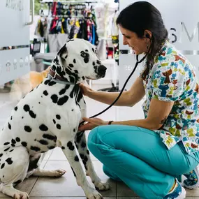 Bild von MAVET Centro Veterinario