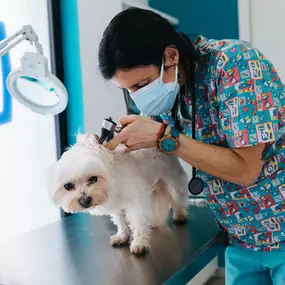 Bild von MAVET Centro Veterinario