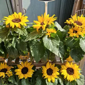 Bild von The Flower Hut Emsworth