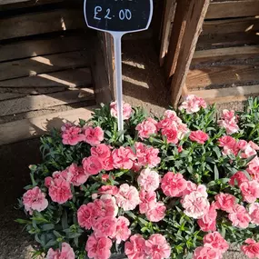 Bild von The Flower Hut Emsworth