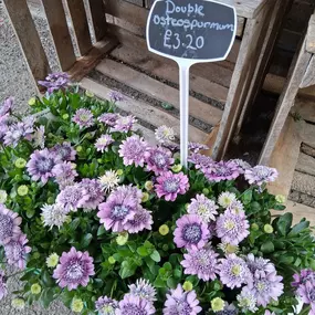 Bild von The Flower Hut Emsworth