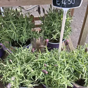 Bild von The Flower Hut Emsworth