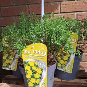 Bild von The Flower Hut Emsworth