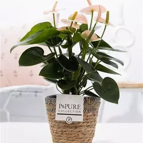 Bild von The Flower Hut Emsworth