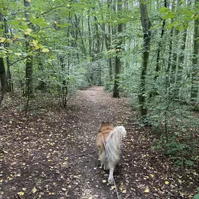 Bild von TARA - hlídání a venčení psů