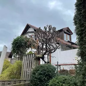 Bild von Gartenpflege & Landschaftspflege Sommer