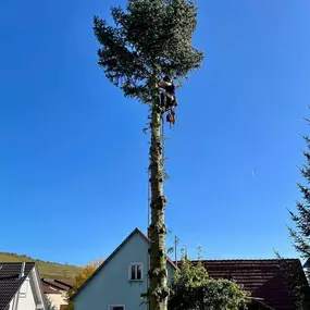 Bild von Gartenpflege & Landschaftspflege Sommer