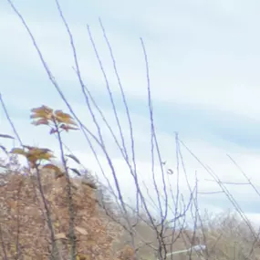 Bild von Gartenpflege & Landschaftspflege Sommer