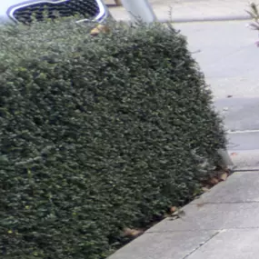 Bild von Gartenpflege & Landschaftspflege Sommer