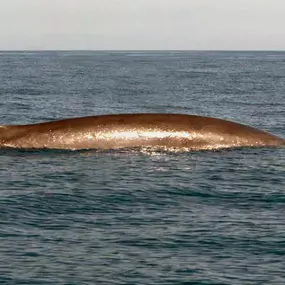 Bild von Nautikschule Vöhringen GmbH