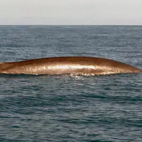 Bild von Nautikschule Vöhringen GmbH
