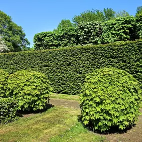 Bild von Baumpflege - S. Kaufhold