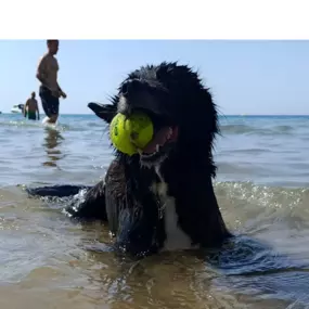 Bild von Adiestra2 / Adiestrador Canino en Barcelona y alrededores