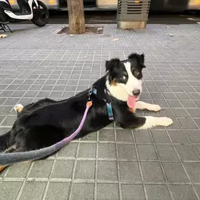 Bild von Adiestra2 / Adiestrador Canino en Barcelona y alrededores
