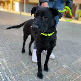 Bild von Adiestra2 / Adiestrador Canino en Barcelona y alrededores