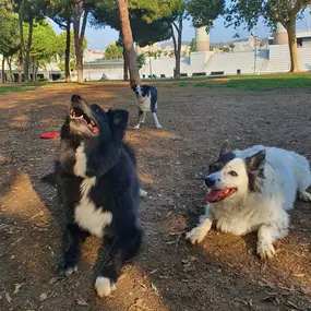 Bild von Adiestra2 / Adiestrador Canino en Barcelona y alrededores