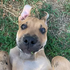 Bild von Adiestra2 / Adiestrador Canino en Barcelona y alrededores