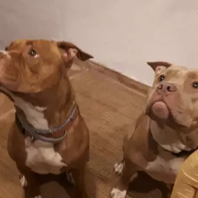 Bild von Adiestra2 / Adiestrador Canino en Barcelona y alrededores