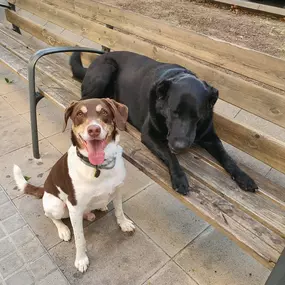 Bild von Adiestra2 / Adiestrador Canino en Barcelona y alrededores