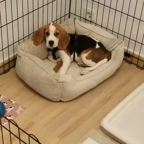 Bild von Adiestra2 / Adiestrador Canino en Barcelona y alrededores