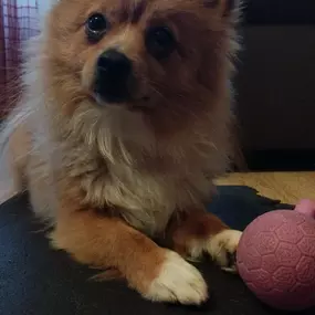 Bild von Adiestra2 / Adiestrador Canino en Barcelona y alrededores