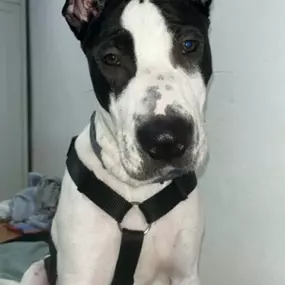 Bild von Adiestra2 / Adiestrador Canino en Barcelona y alrededores