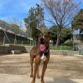 Bild von Adiestra2 / Adiestrador Canino en Barcelona y alrededores
