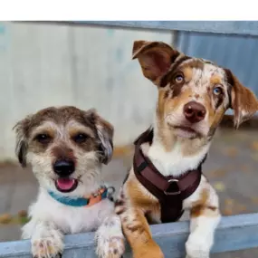 Bild von Hundephysiotherapie-Rummenholl