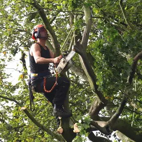 Bild von Matt Hale Tree Surgery Ltd