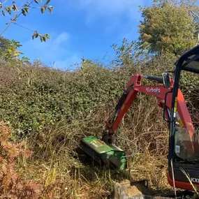 Bild von Matt Hale Tree Surgery Ltd