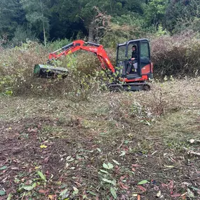 Bild von Matt Hale Tree Surgery Ltd