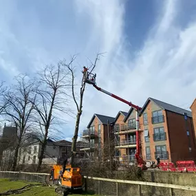 Bild von Matt Hale Tree Surgery Ltd