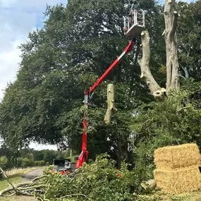 Bild von Matt Hale Tree Surgery Ltd
