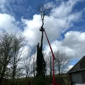 Bild von Matt Hale Tree Surgery Ltd