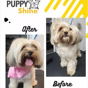 Dog training Orlando FL