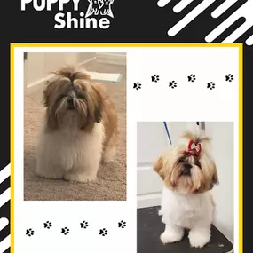 Pet walking services Orlando Florida