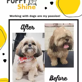 Affordable dog grooming Orlando FL
