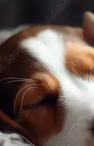 Bild von Tierbestattungen Haas
