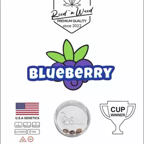 håmphavn - Headshop - GrowShop - CBD kaufen Hamburg, CBD Öle, Cremes & Kosmetik, 10-OH-HHC , T.A.C. uvm. Premium Cannabis Seeds Sorte Blueberry im Headshop Hamburg – feminisierte Hanfsamen mit USA Genetik und hoher Qualität.