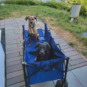Hundeschule Martin Rütter Göppingen-Heidenheim Zwei Hunde trainieren Gelassenheit und Geduld im Bollerwagen. Diese Übung stärkt Vertrauen, Sozialisierung und Ruheverhalten beim Hundetraining im Alltag.