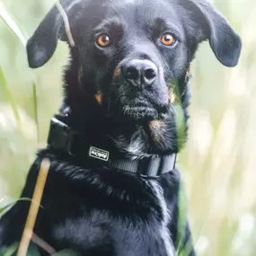 Hundeschule Martin Rütter Göppingen-Heidenheim Nahaufnahme eines schwarzen Hundes beim Outdoor-Training. Hund wirkt aufmerksam und gelassen, perfekte Szene für Hundeporträt, Sozialisierung und Ruheübungen.