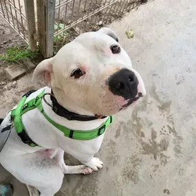 Hundeschule Martin Rütter Göppingen-Heidenheim Weißer Hund mit grünem Geschirr sitzt aufmerksam beim Hundetraining im Trainingsgelände. Übung für Sitz, Aufmerksamkeit und positive Bestärkung in der Hundeschule.